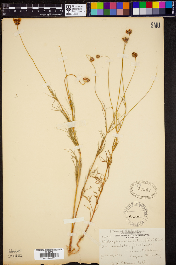 Thelesperma trifidum image