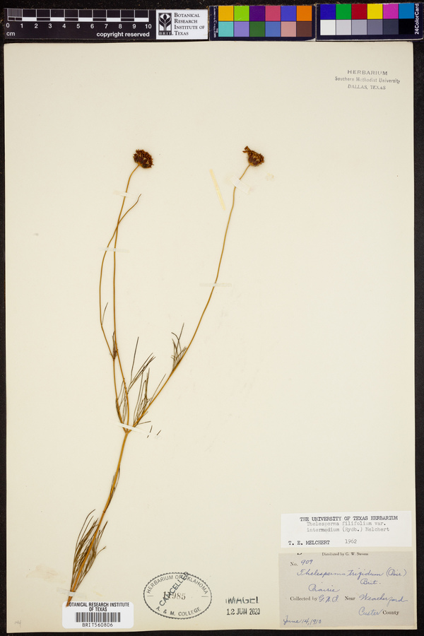 Thelesperma filifolium image