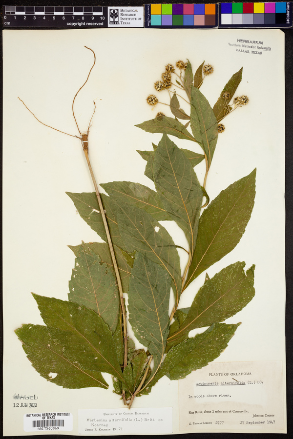 Verbesina alternifolia image