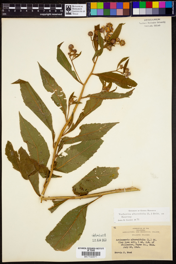 Verbesina alternifolia image