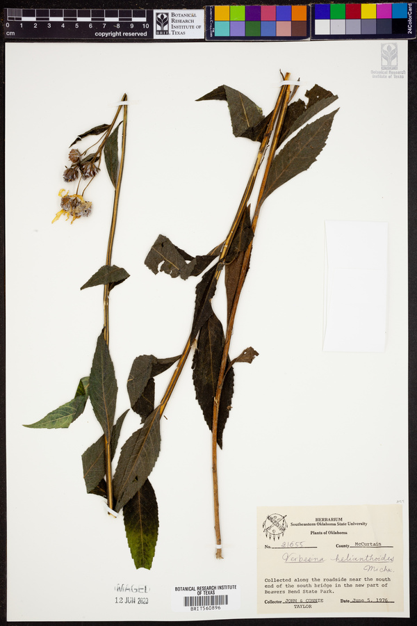 Verbesina helianthoides image