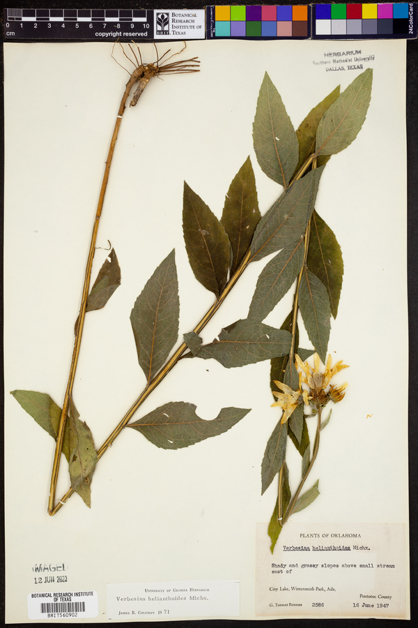 Verbesina helianthoides image