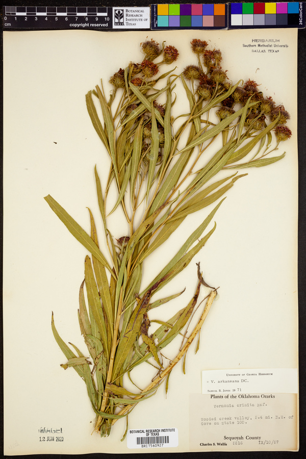 Vernonia arkansana image