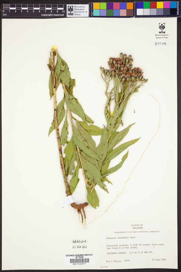 Vernonia baldwinii image