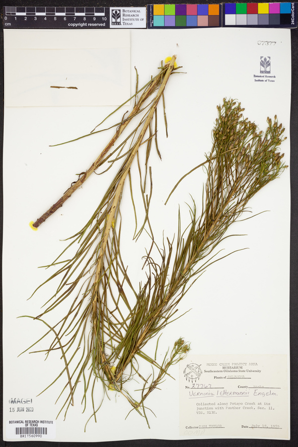 Vernonia lettermannii image