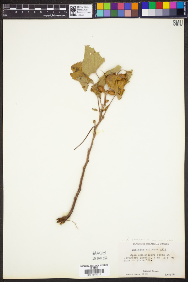 Xanthium strumarium var. glabratum image