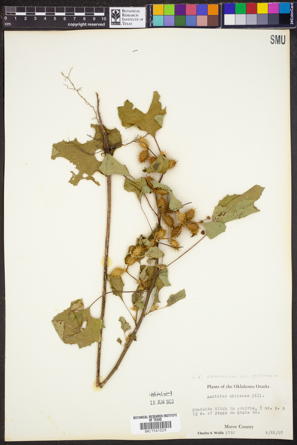 Xanthium strumarium var. glabratum image