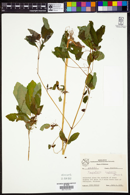 Impatiens capensis image