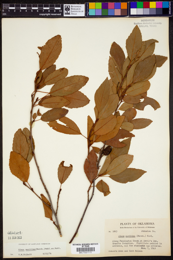 Alnus maritima image