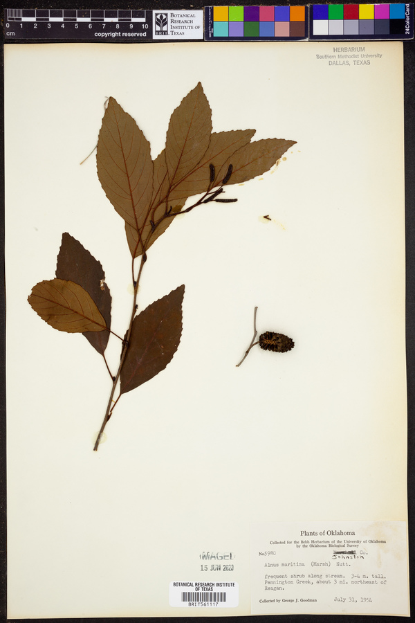 Alnus maritima image