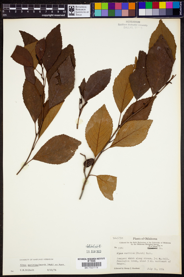 Alnus maritima image