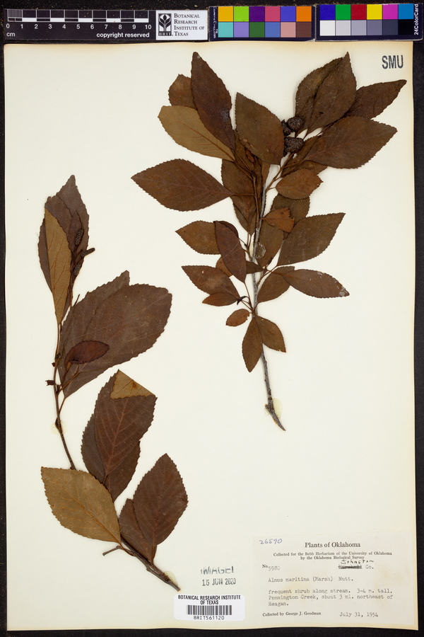 Alnus maritima image