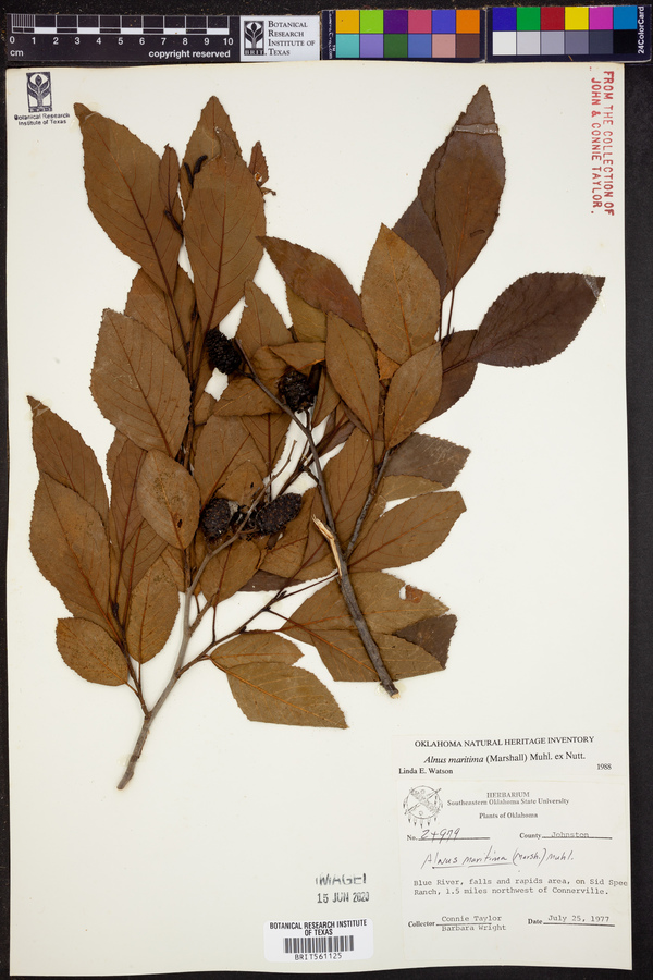 Alnus maritima image