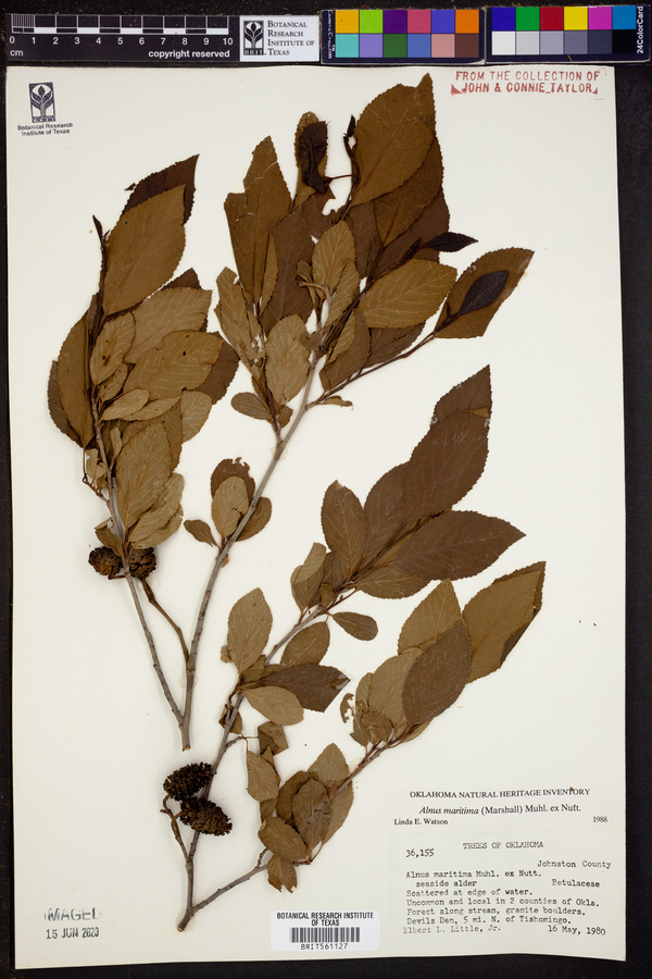 Alnus maritima image