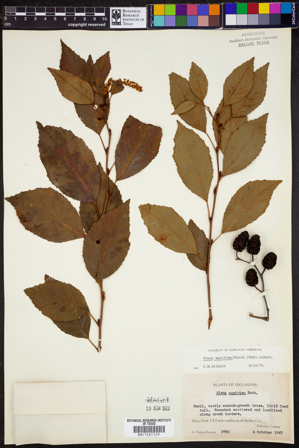 Alnus maritima image