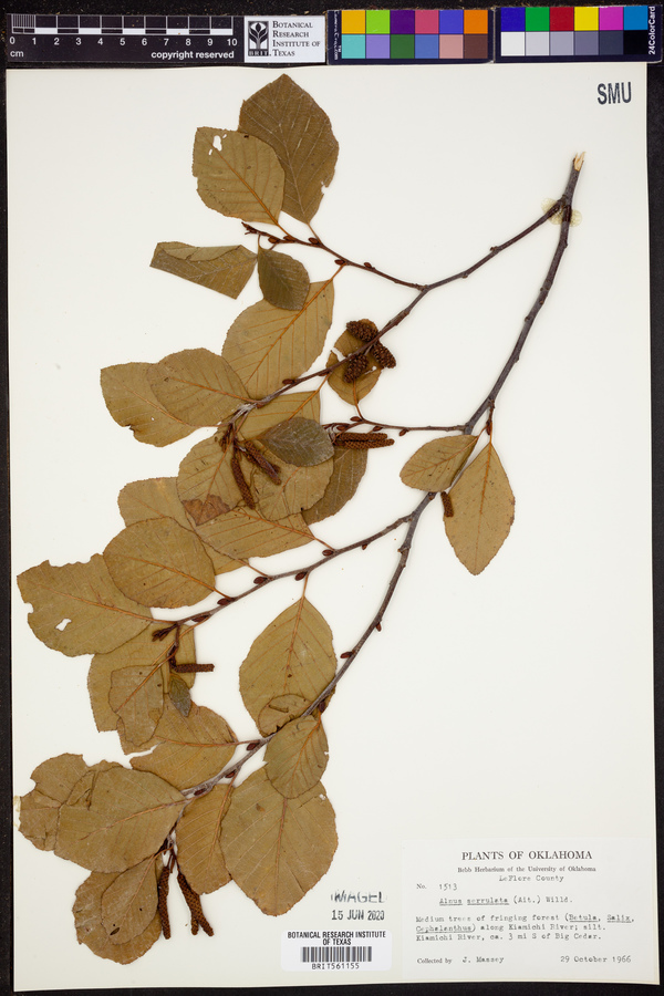 Alnus serrulata image