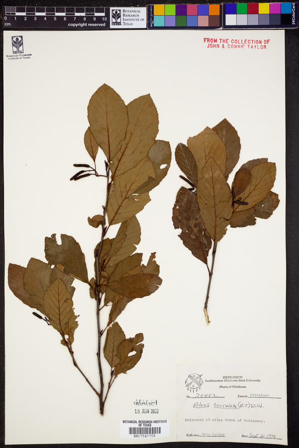 Alnus serrulata image