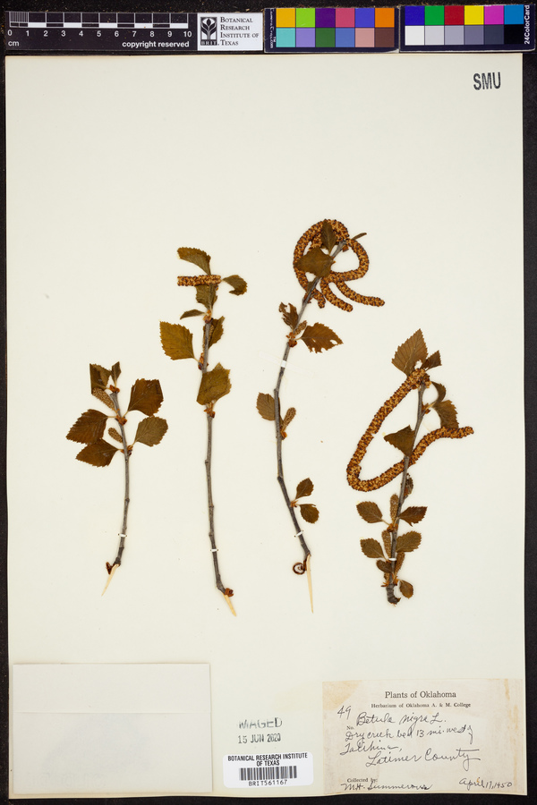 Betula nigra image