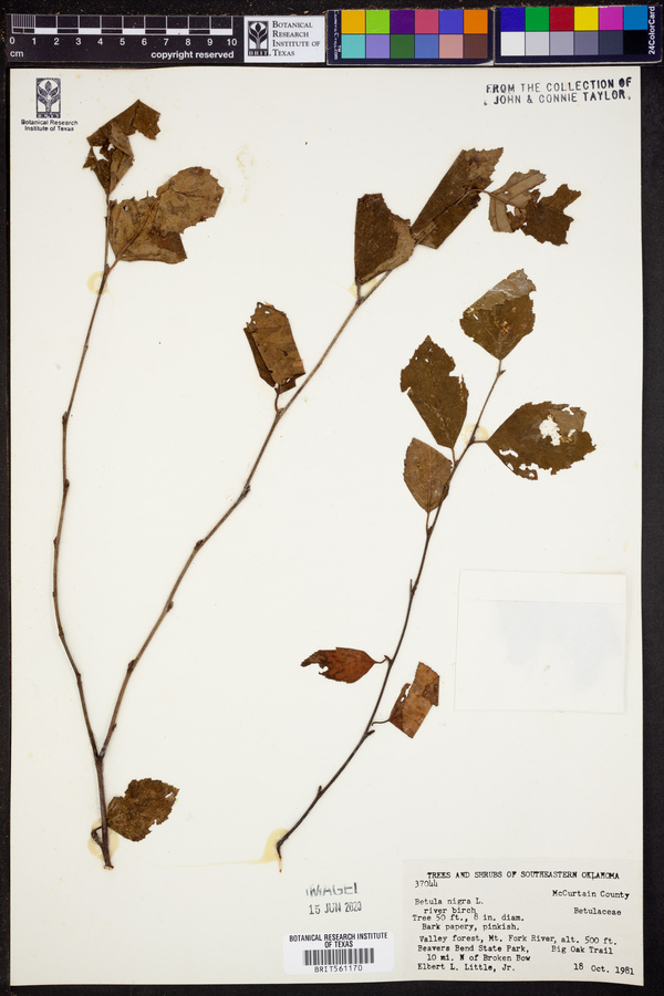 Betula nigra image