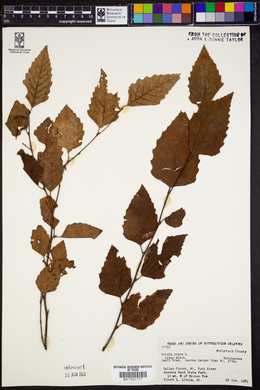 Betula nigra image