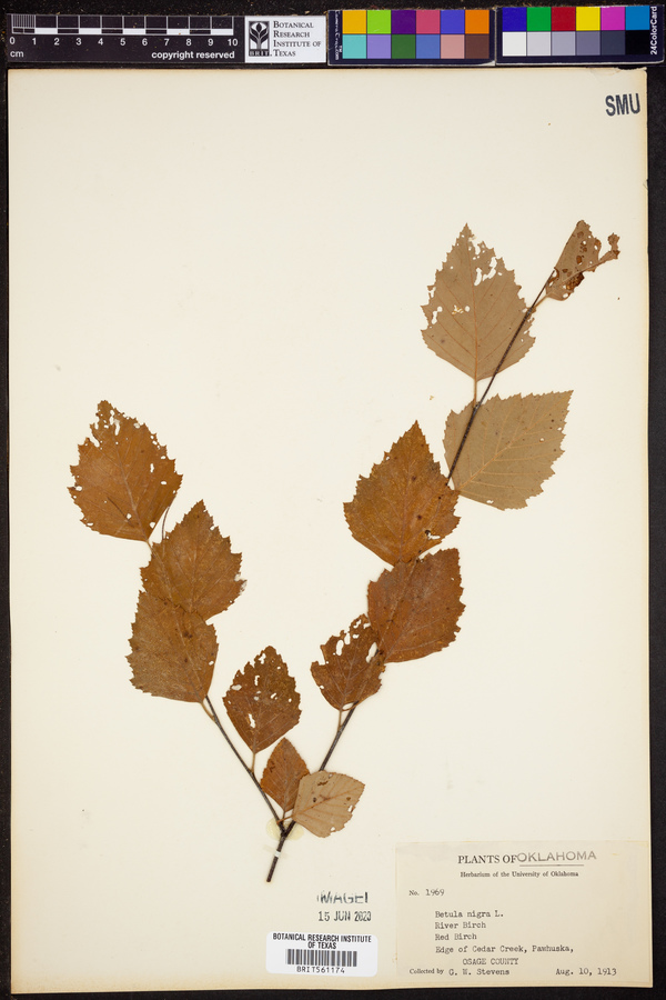 Betula nigra image