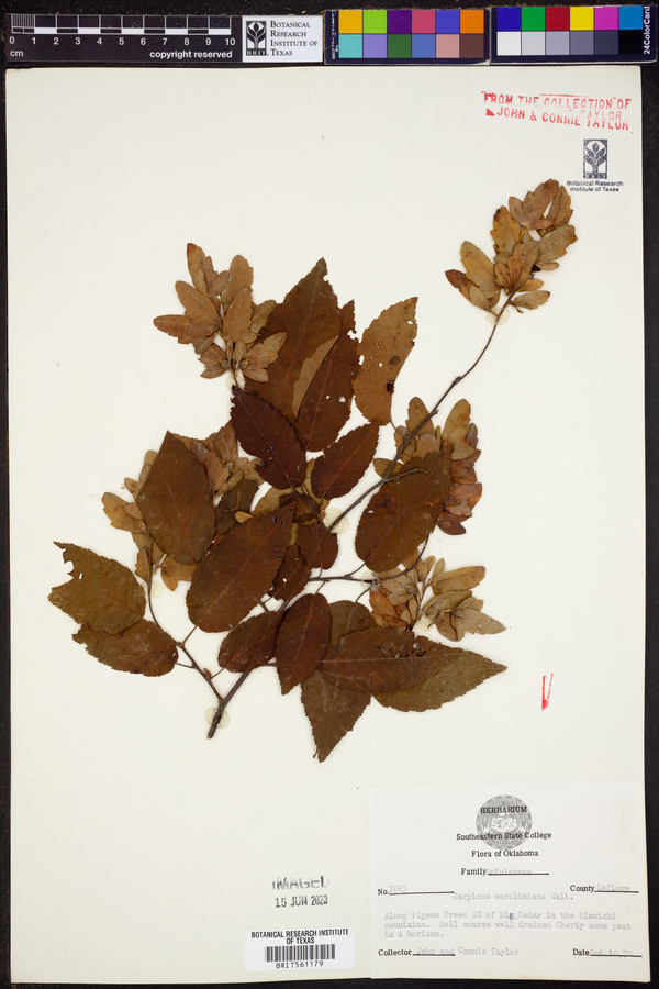 Carpinus caroliniana image