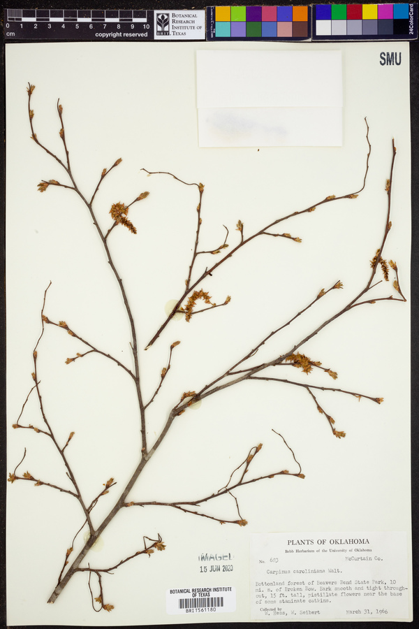 Carpinus caroliniana image