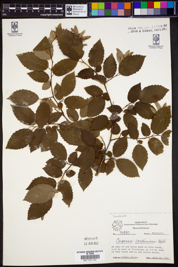 Carpinus caroliniana image