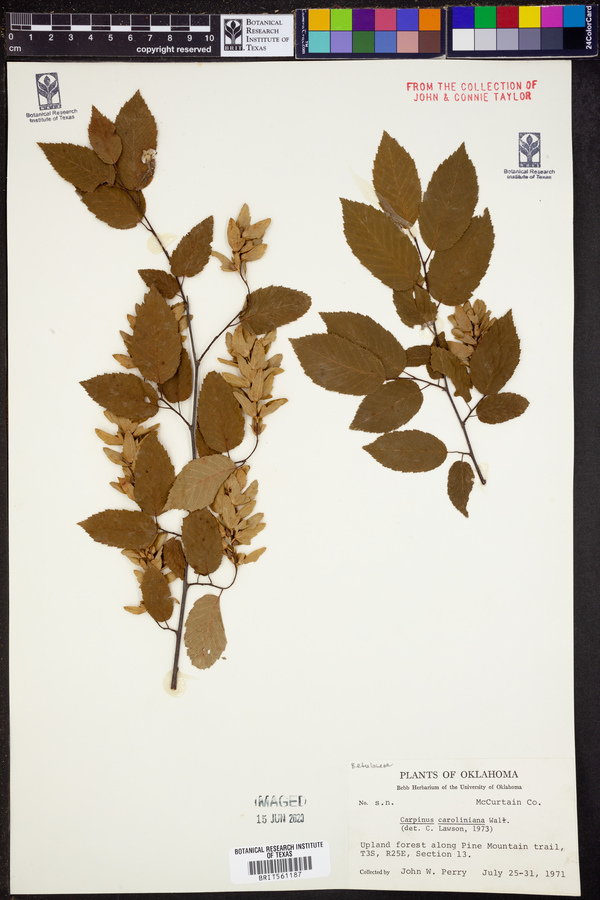 Carpinus image