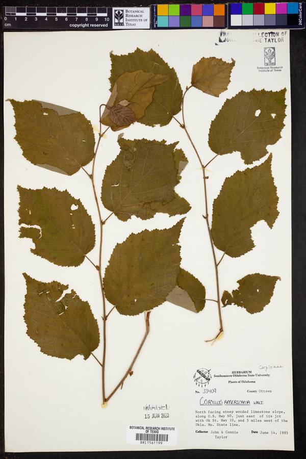 Corylus image