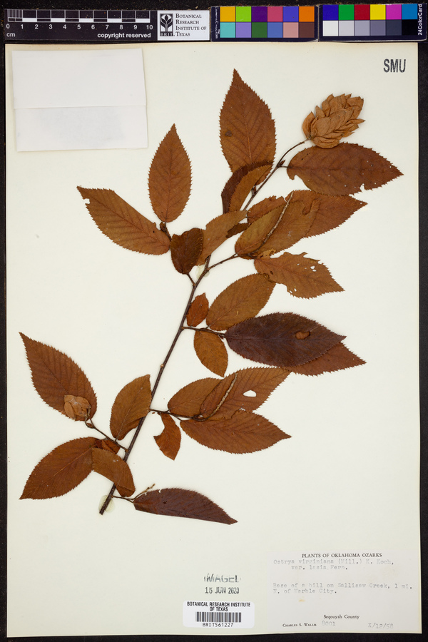 Ostrya virginiana var. lasia image