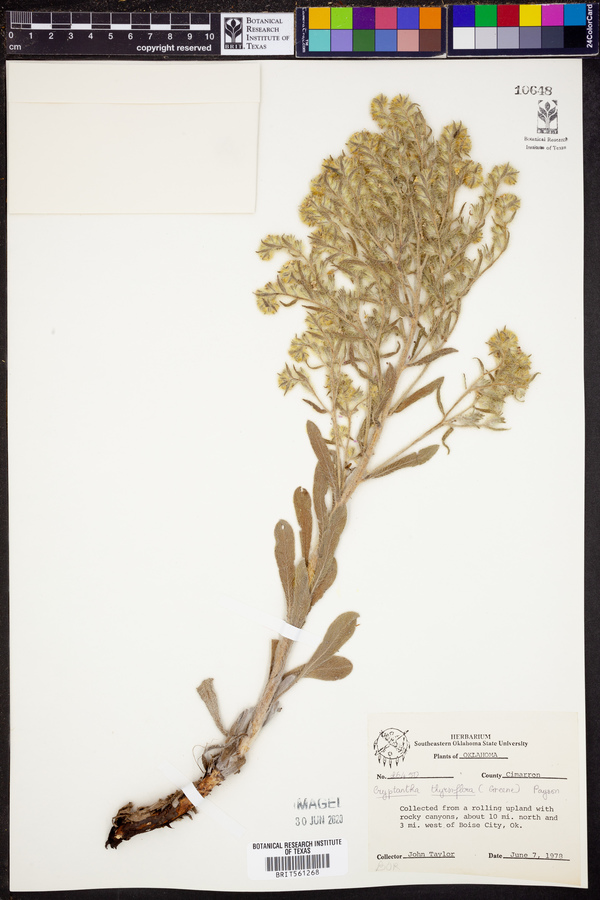 Cryptantha thyrsiflora image