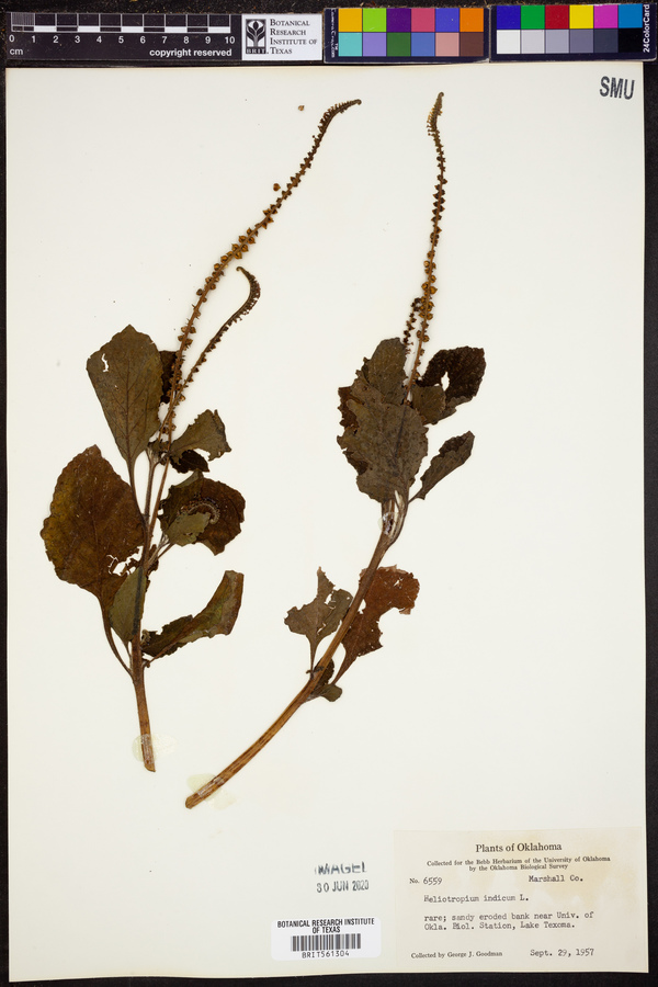Heliotropium indicum image