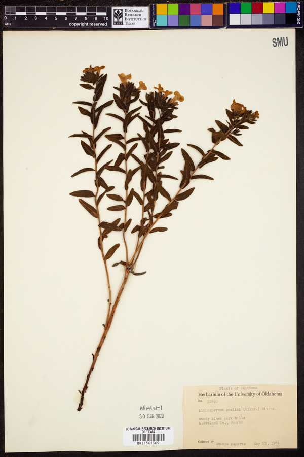 Lithospermum gmelini image