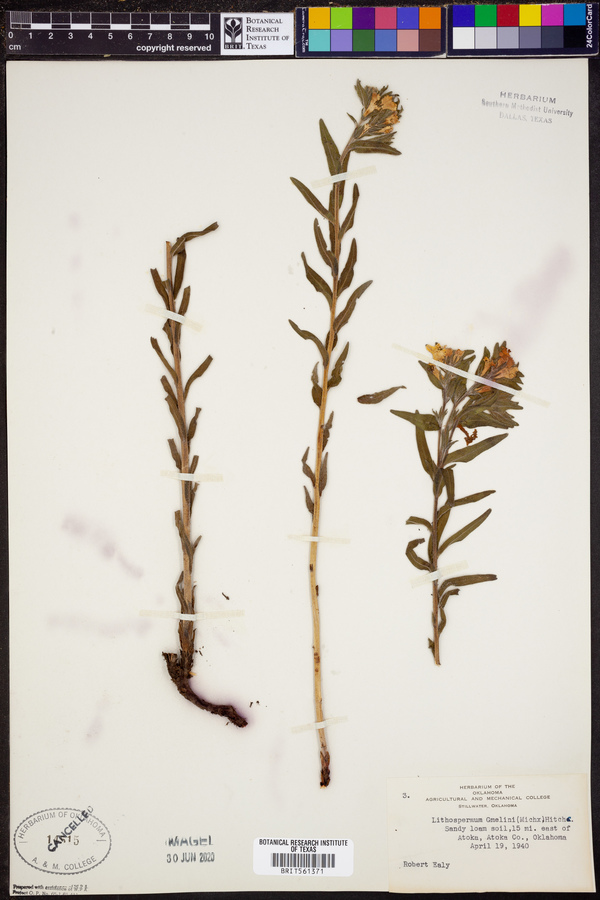 Lithospermum gmelini image