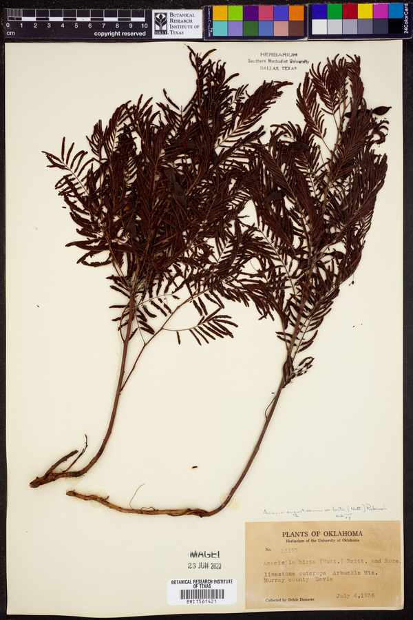 Acacia angustissima var. hirta image