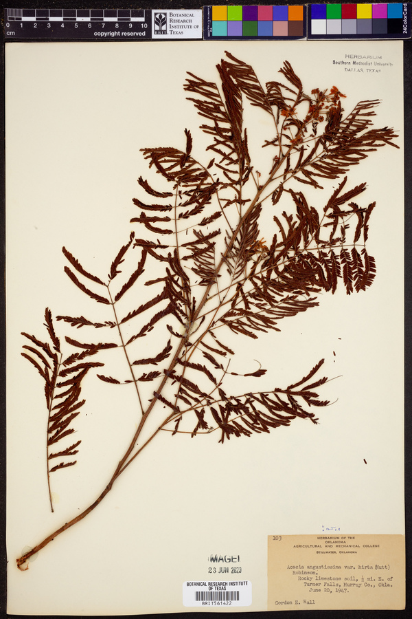 Acacia angustissima var. hirta image