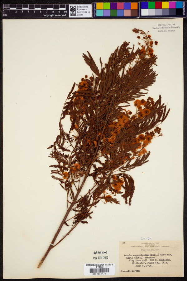 Acacia angustissima var. hirta image