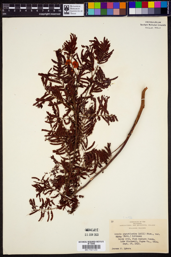 Acacia angustissima var. hirta image