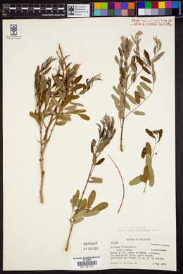 Amorpha fruticosa image