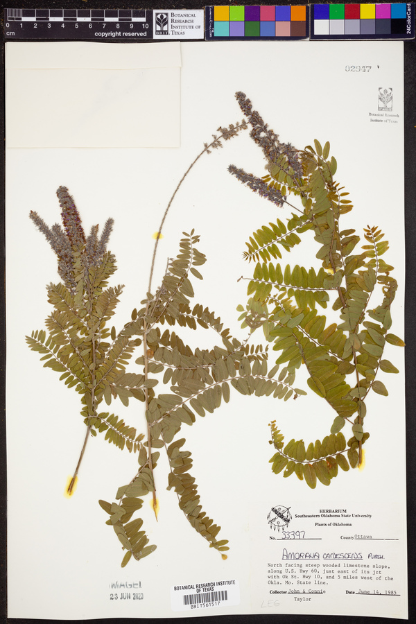 Amorpha canescens image