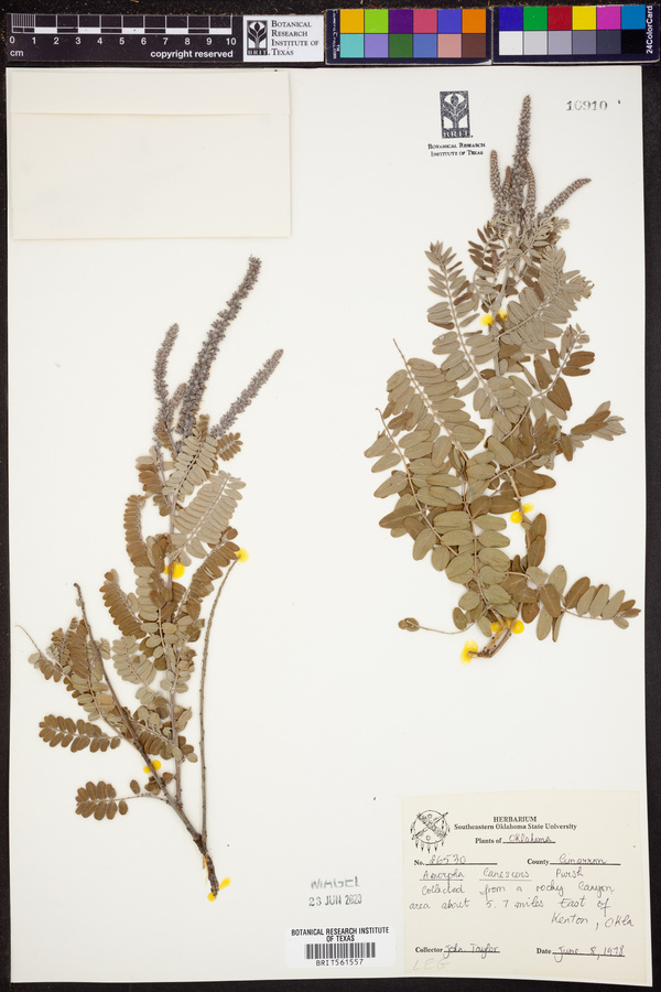 Amorpha canescens image