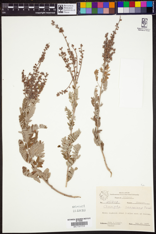 Amorpha canescens image
