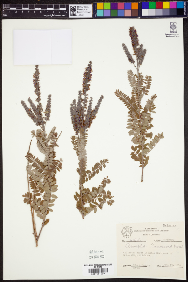 Amorpha canescens image