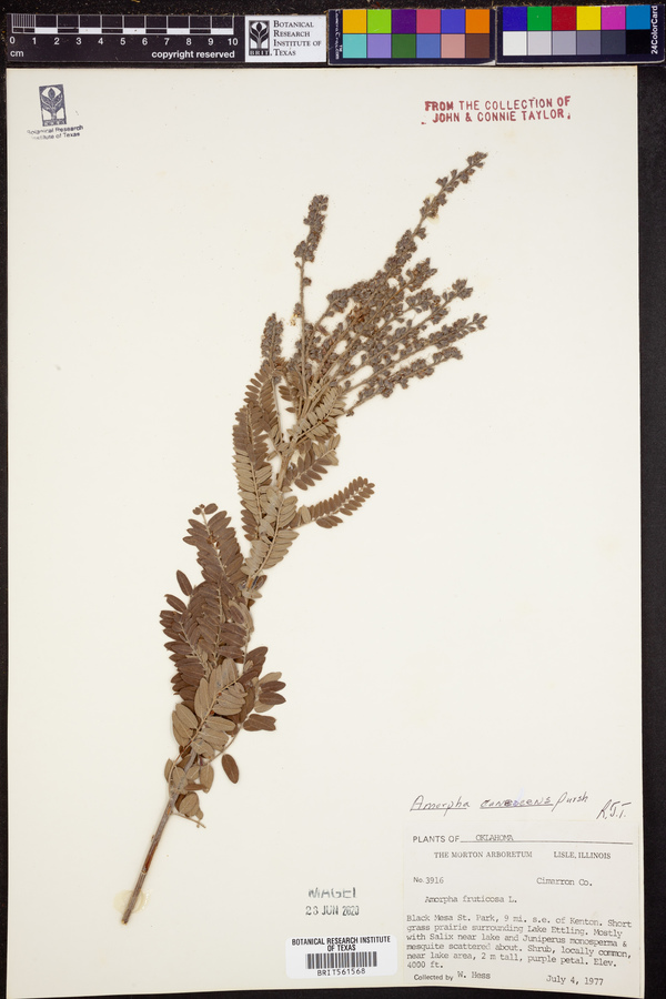 Amorpha canescens image