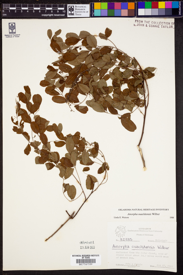 Amorpha ouachitensis image