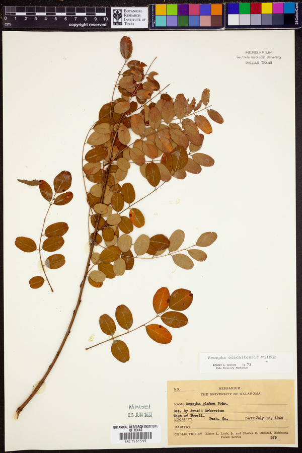 Amorpha ouachitensis image