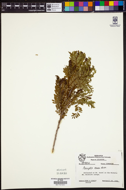 Amorpha nana image