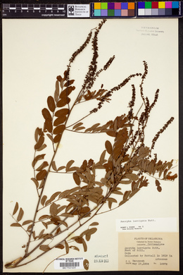 Amorpha laevigata image
