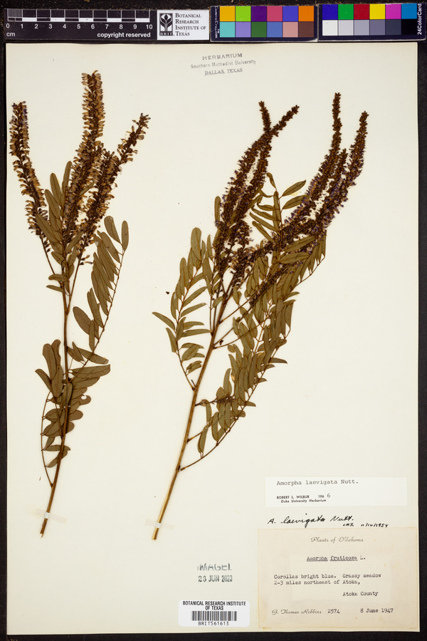 Amorpha laevigata image
